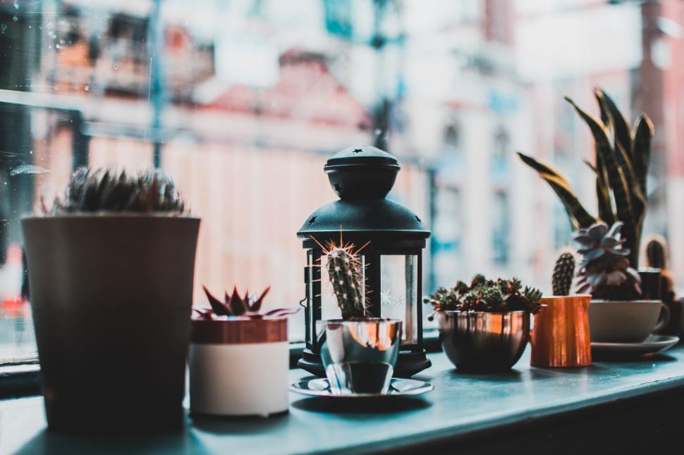 Free Image of Arrangement of potted plants and a lantern on a sunny window sill 