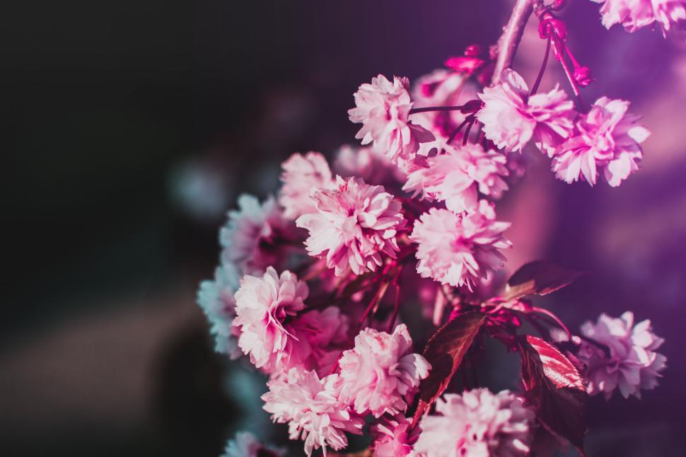 Free Image of Close-up of vibrant pink cherry blossoms on a sunny spring day. 