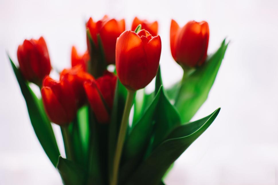 Free Image of Vibrant red tulips in a bouquet with green leaves close-up shot 