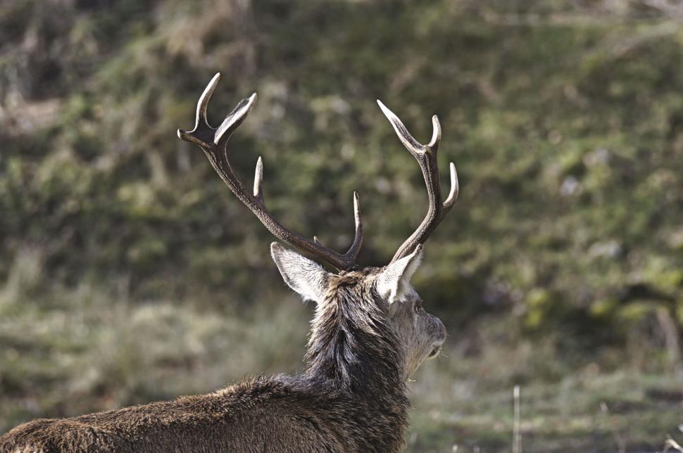 Free Image of Deer with prominent antlers standing in nature viewed from behind 