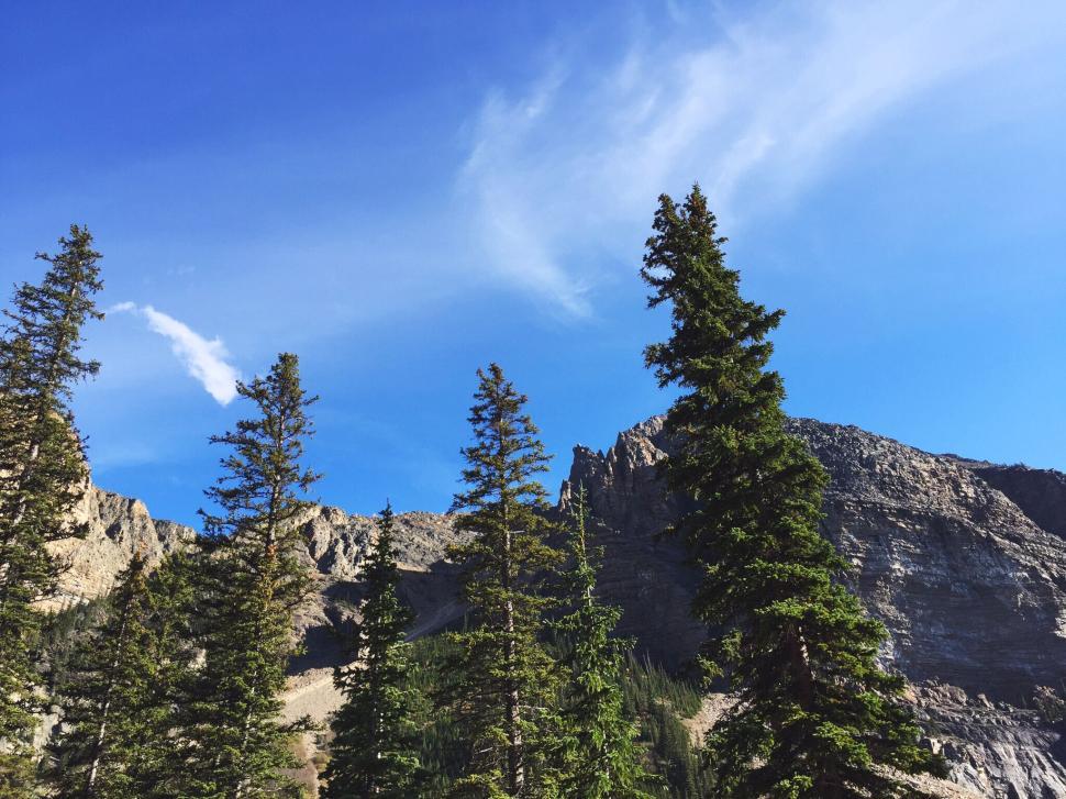 Free Image of Evergreen trees with rocky mountains under a clear blue sky 