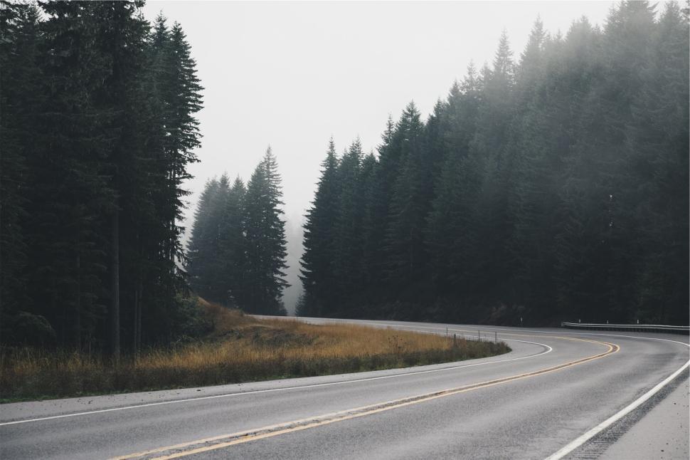 Free Image of Winding Road Through a Forest with Trees Lined Alongside. 