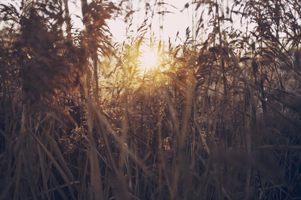 Free Image of Sunset illuminating through tall grass in a serene field 