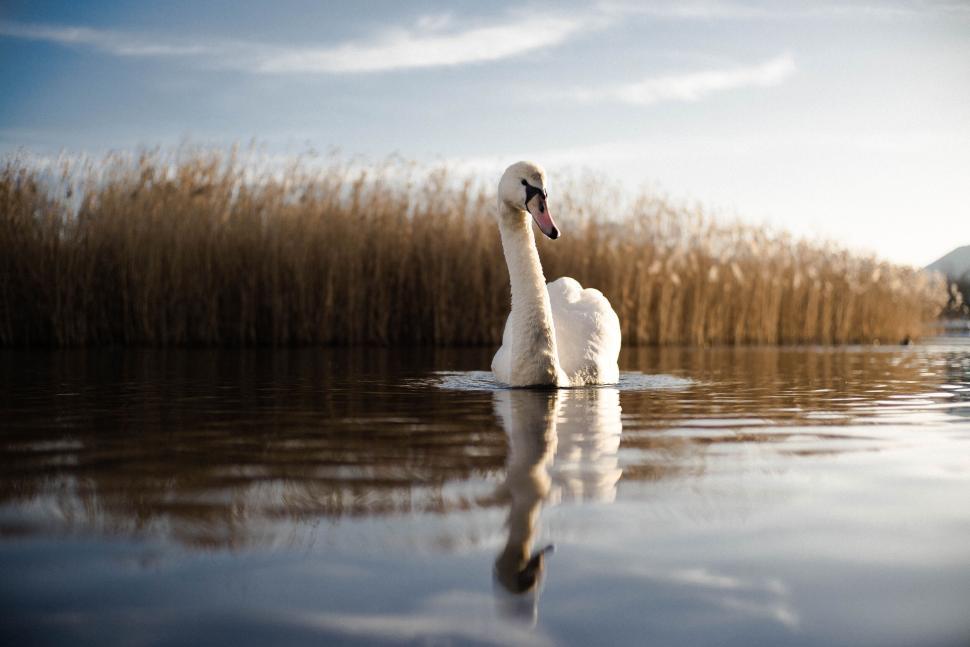 Free Image of Serene swan gliding on the calm lake with reeds in background 