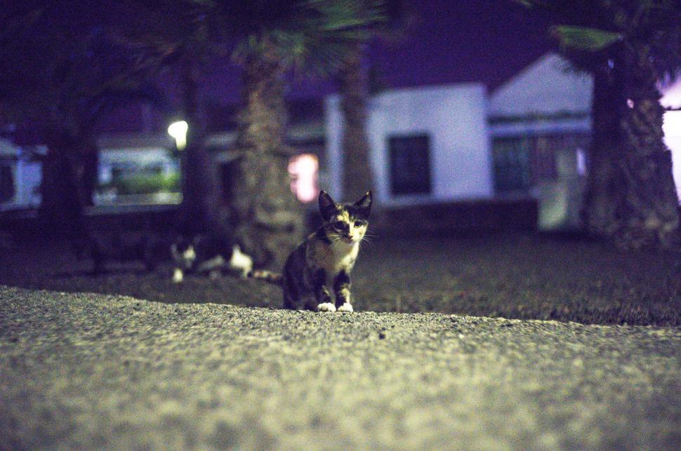 Free Image of Cat standing alone on pavement in the night with blurry background 