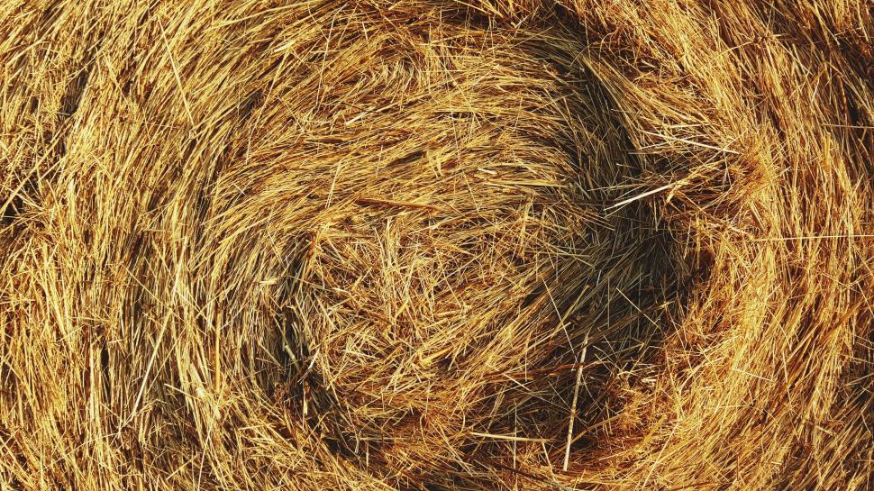Free Image of Close-up of a golden, tightly rolled hay bale under sunlight. 
