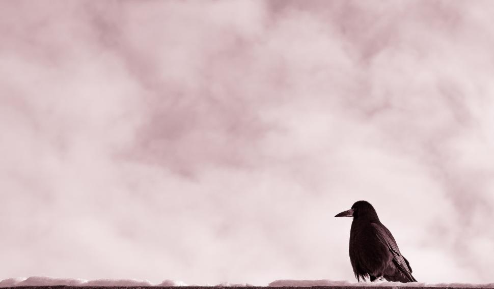 Free Image of Bird perched alone on snowy ledge against a cloudy background 