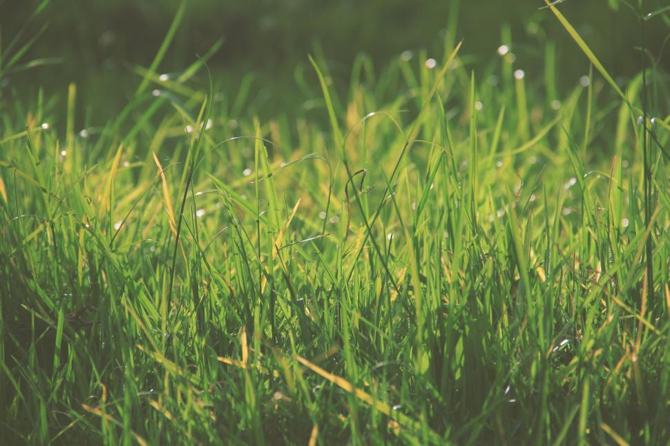 Free Image of Vibrant green grass blades with morning dew glistening in sunlight 