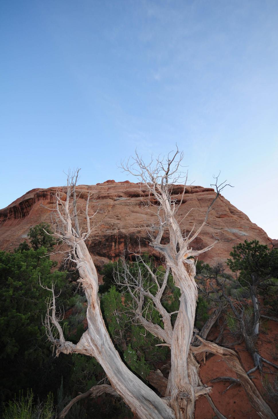 Free Stock Photo of Dead tree | Download Free Images and Free Illustrations