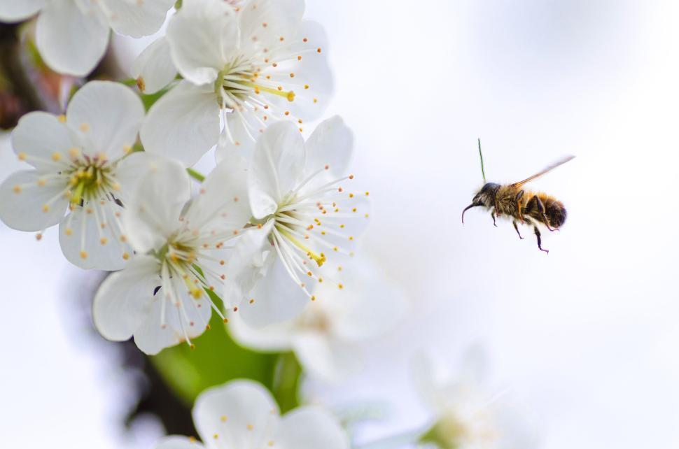 Free Image of Bee flying next to blooming white flowers in natural setting. 