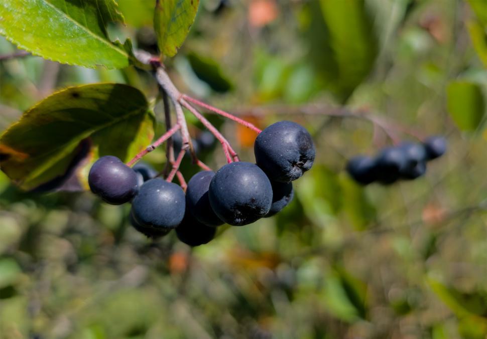 Free Image of Black aronia  