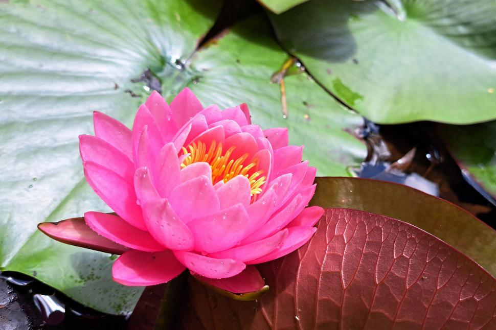 Free Image of Pink Lotus Water Lily 