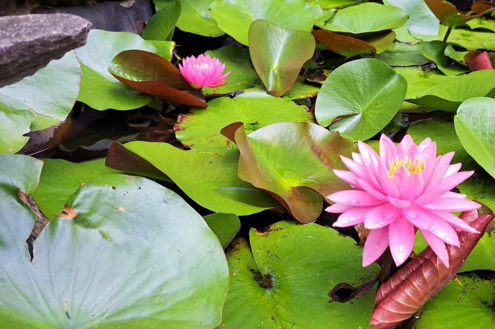 Free Image of Pink Flower on Green Pond 