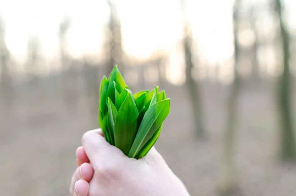 Free Image of Hand holding fresh green leaves in the middle of the forest 