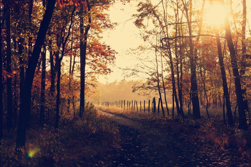 Free Stock Photo of A serene forest path kissed by sunlight on an early autumn morning | Download Free Images and Free Illustrations