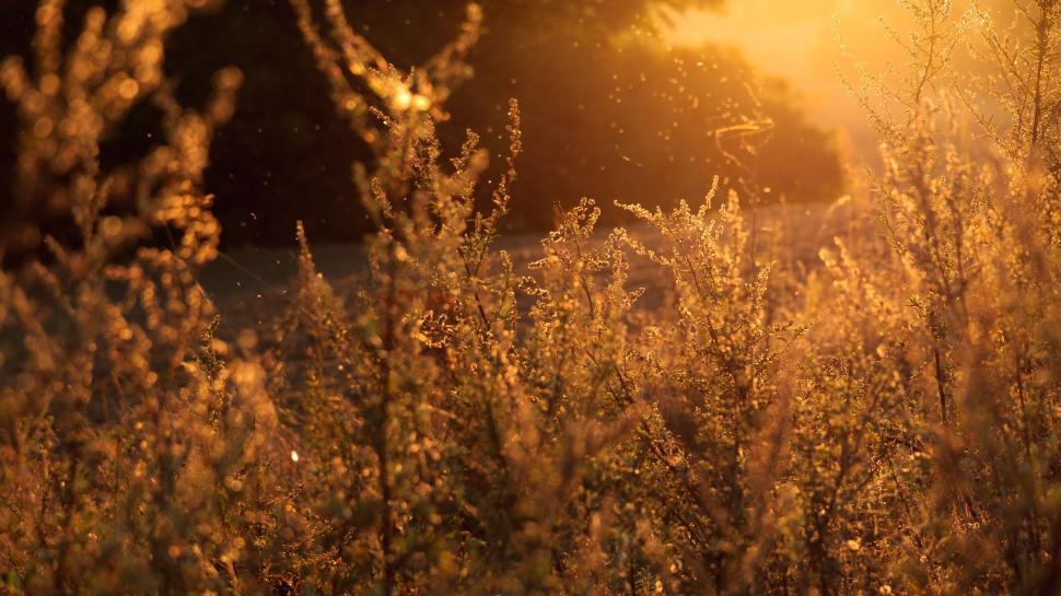 Free Image of Golden sunlight filtering through wild plants in the countryside field. 