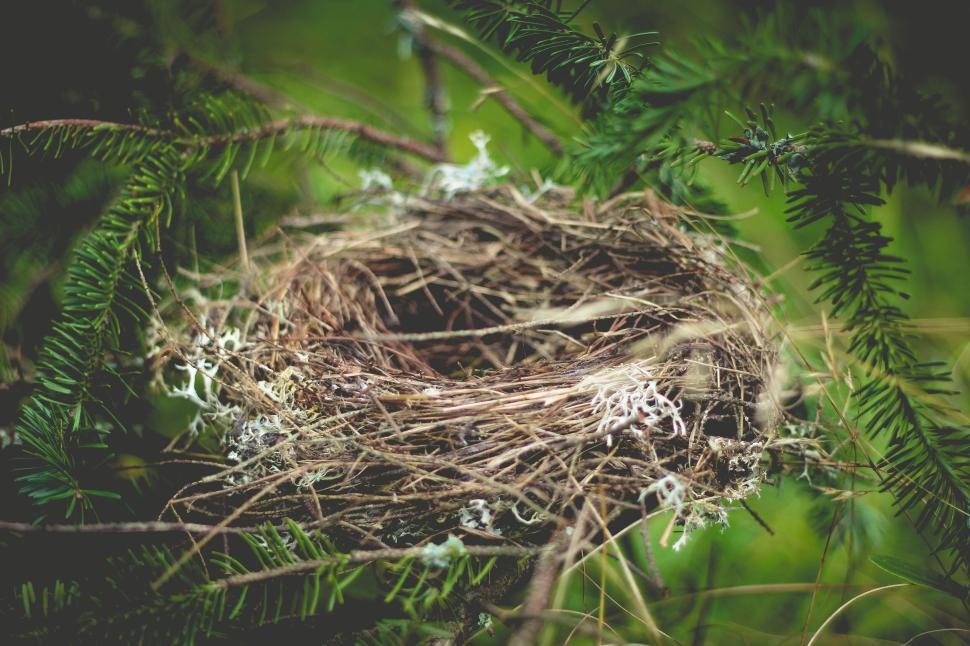 Free Image of Close-up of an empty nest in a lush green forest setting 