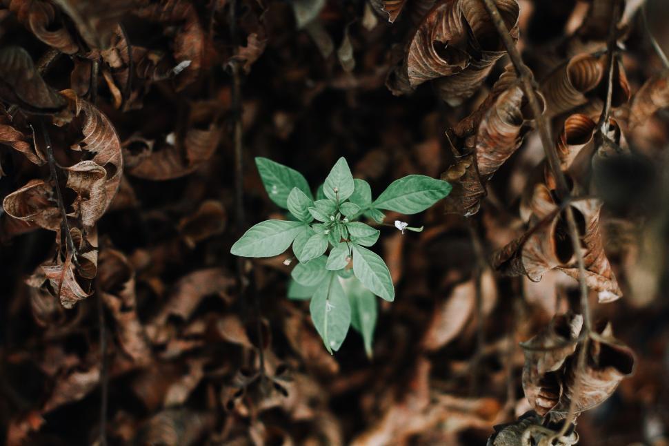 Free Image of Green plant growing in the middle of dried brown leaves outdoors. 