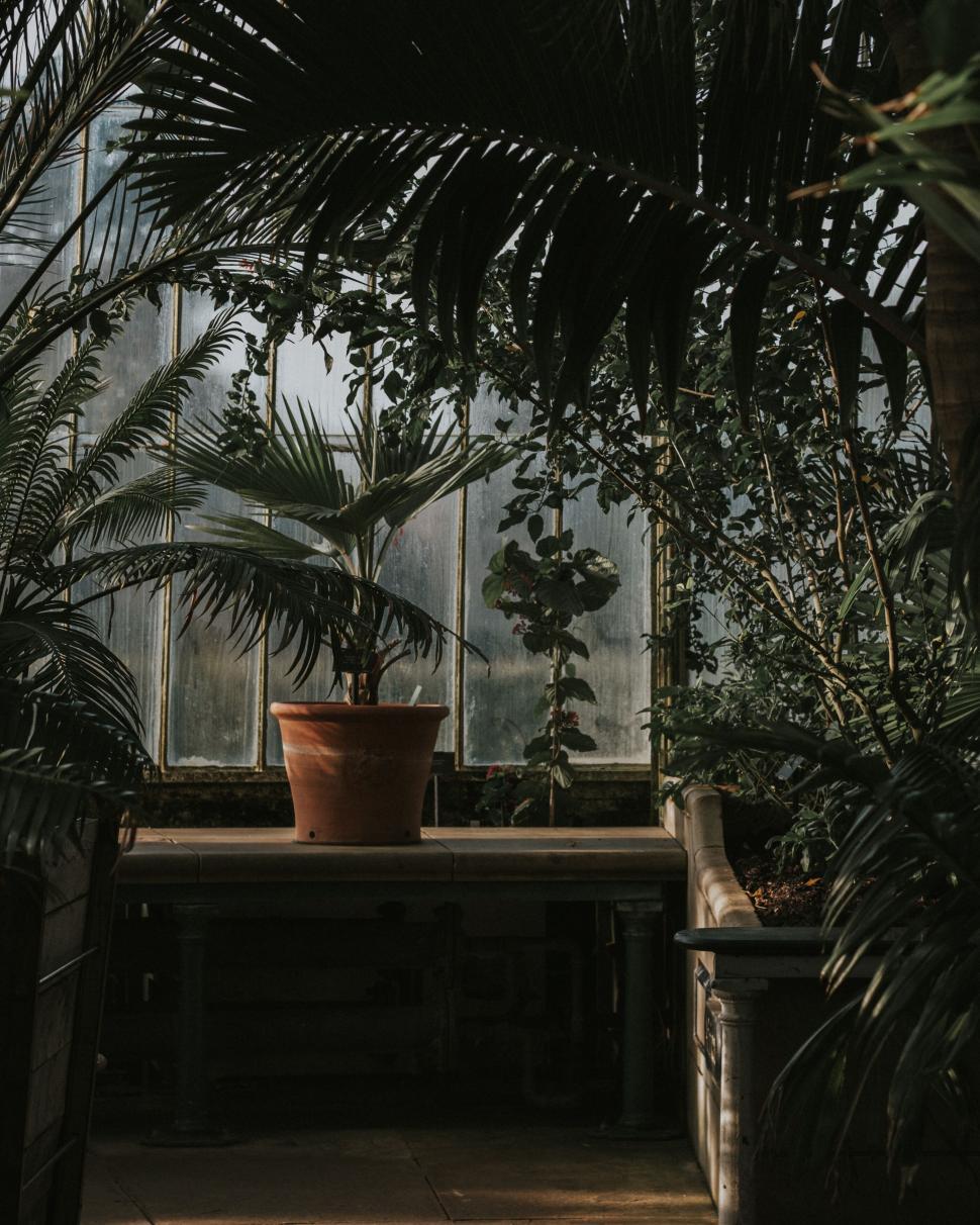 Free Image of Indoor garden with lush green plants and a terracotta pot. 