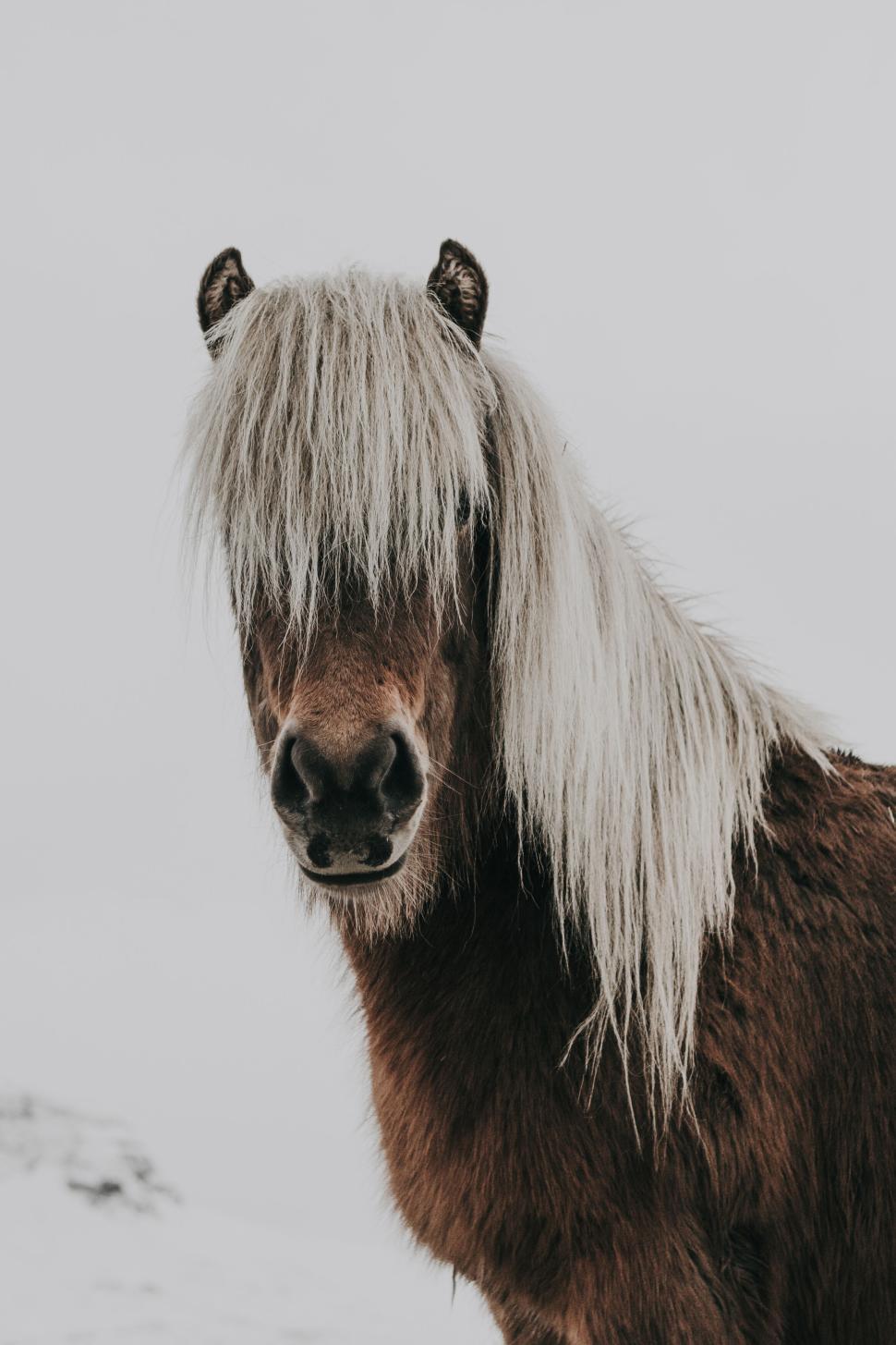 Free Image of Portrait of a brown horse with a long flowing white mane 