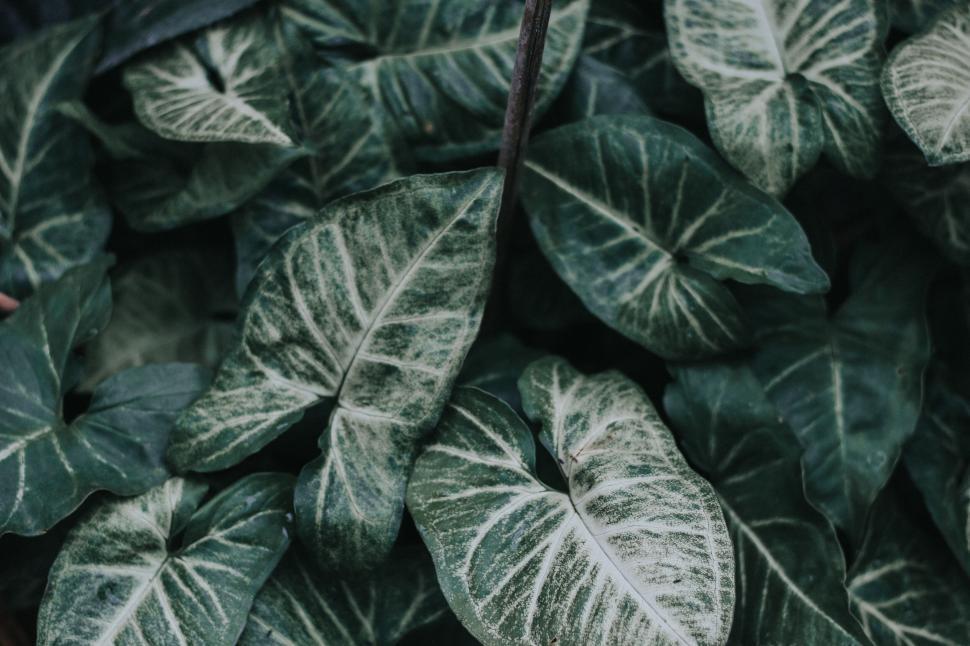 Free Image of Close-up of lush green leaves with intricate vein patterns 