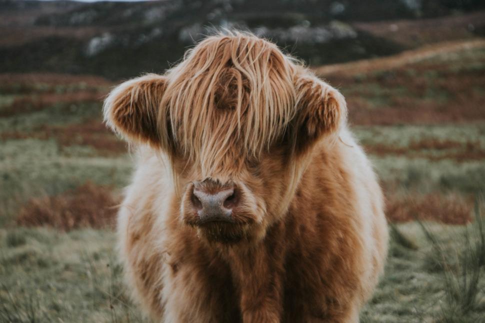 Free Image of Highland cow with long fur stands in a grassy, pastoral field. 