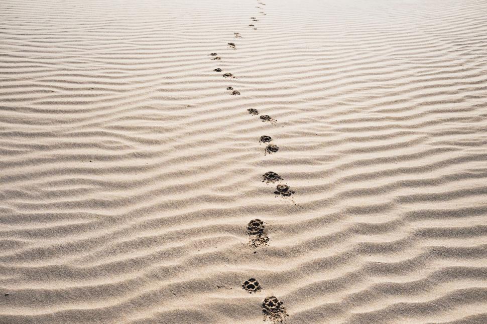 Free Image of Paw prints trailing in the sand, leading off into the distance 