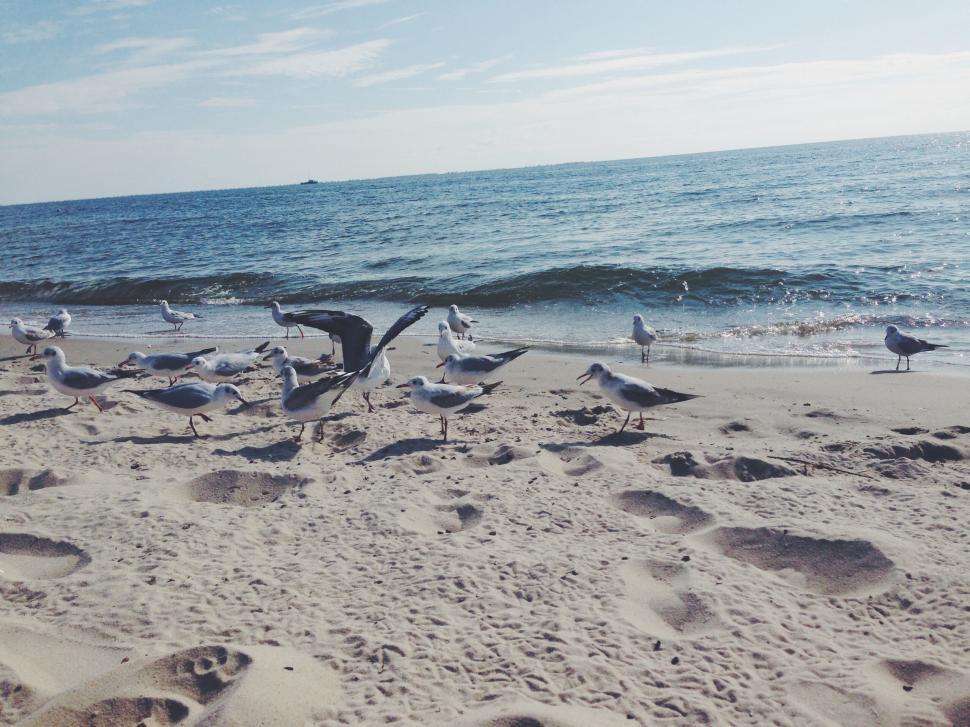 Free Image of Seagulls flocking on a serene beach with gentle ocean waves 