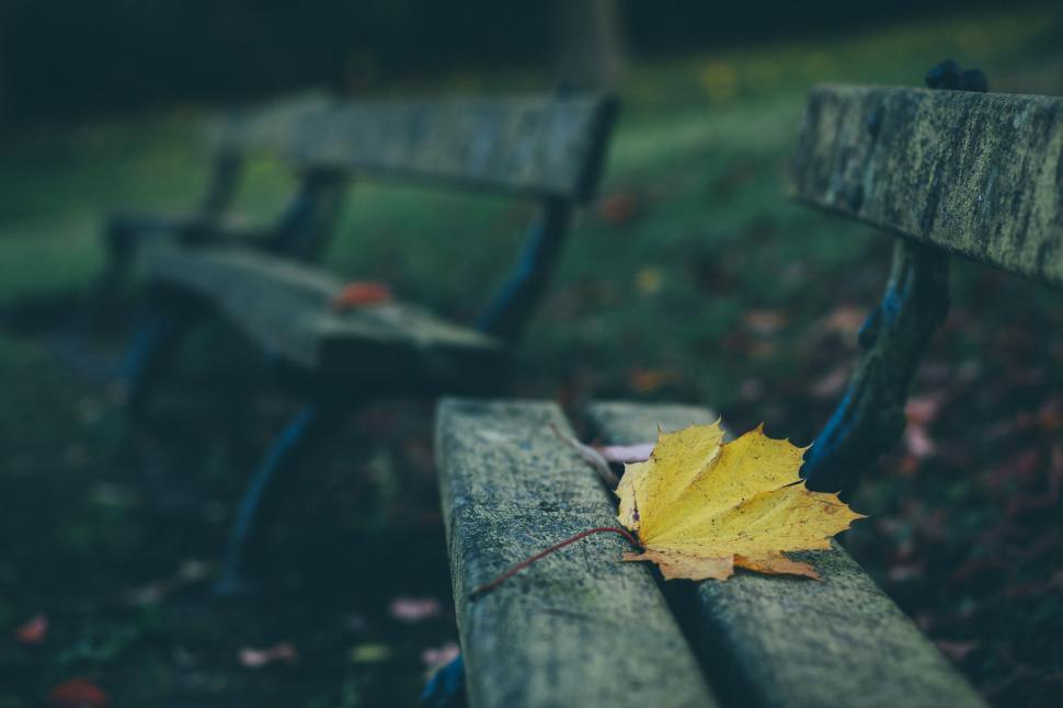 Free Image of Yellow leaf on a park bench with a blurred background 