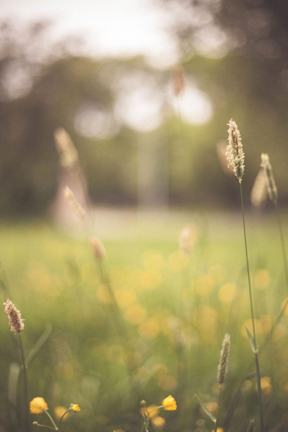 Free Image of Tall wild grasses in focus with a soft, blurred background. 