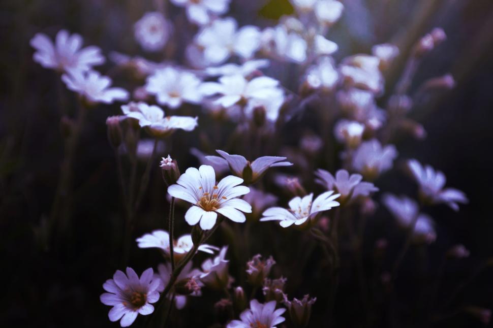 Free Image of Close-up of small white flowers in a dark, atmospheric background. 