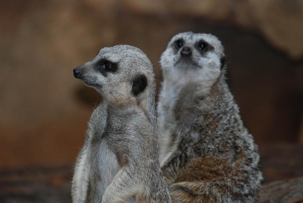 Free Image of Meerkats 