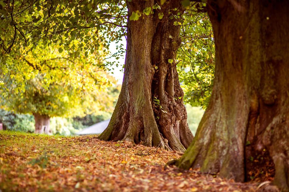 Free Image of Majestic ancient trees with thick trunks in autumn forest setting. 
