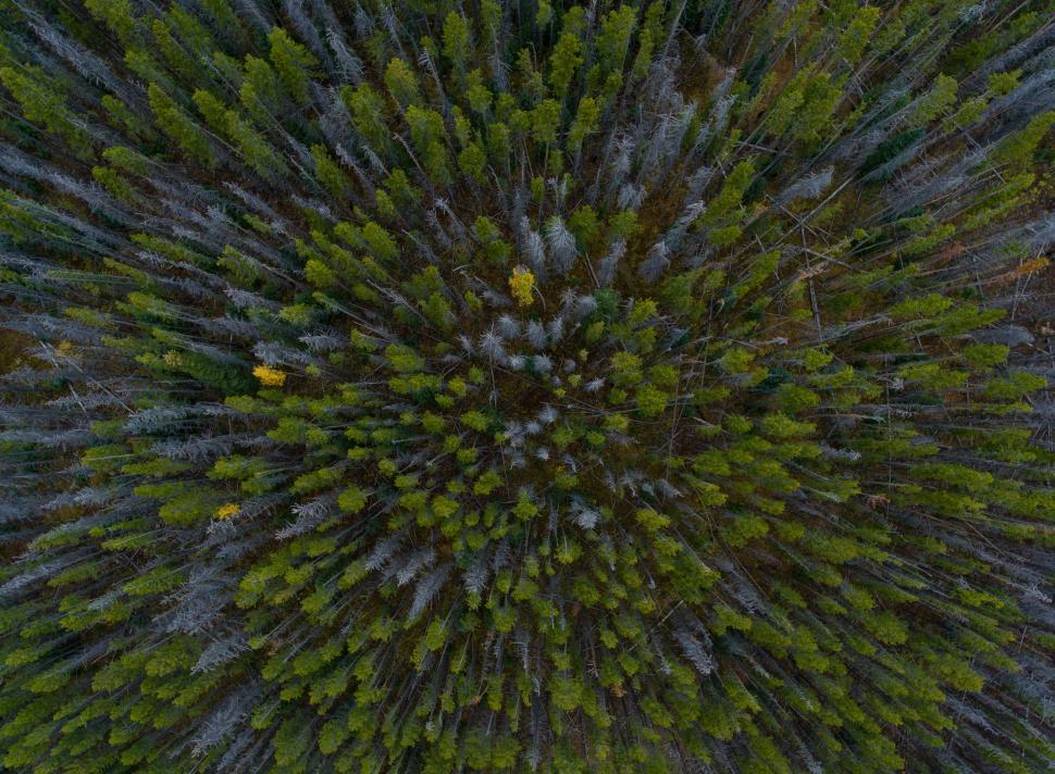 Free Image of Aerial view of dense evergreen forest from above 