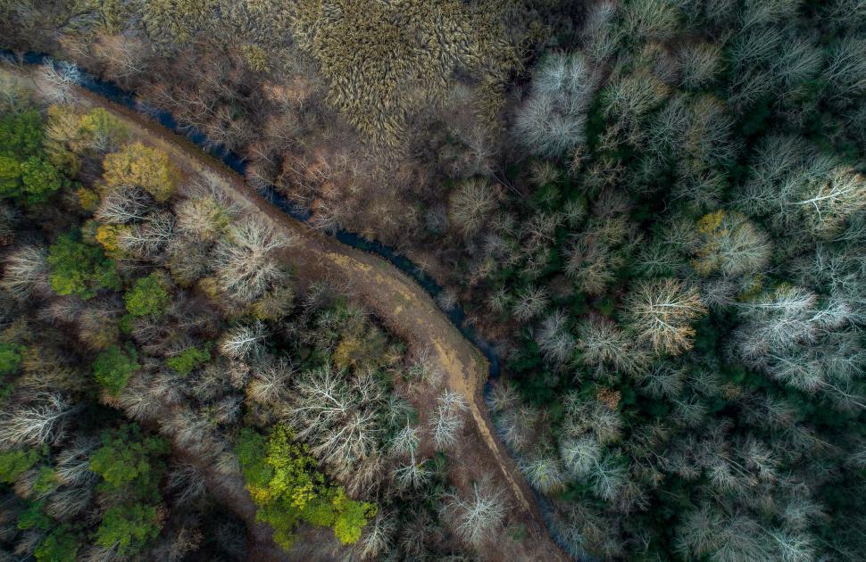 Free Image of Aerial view of forest and winding stream in autumn. 