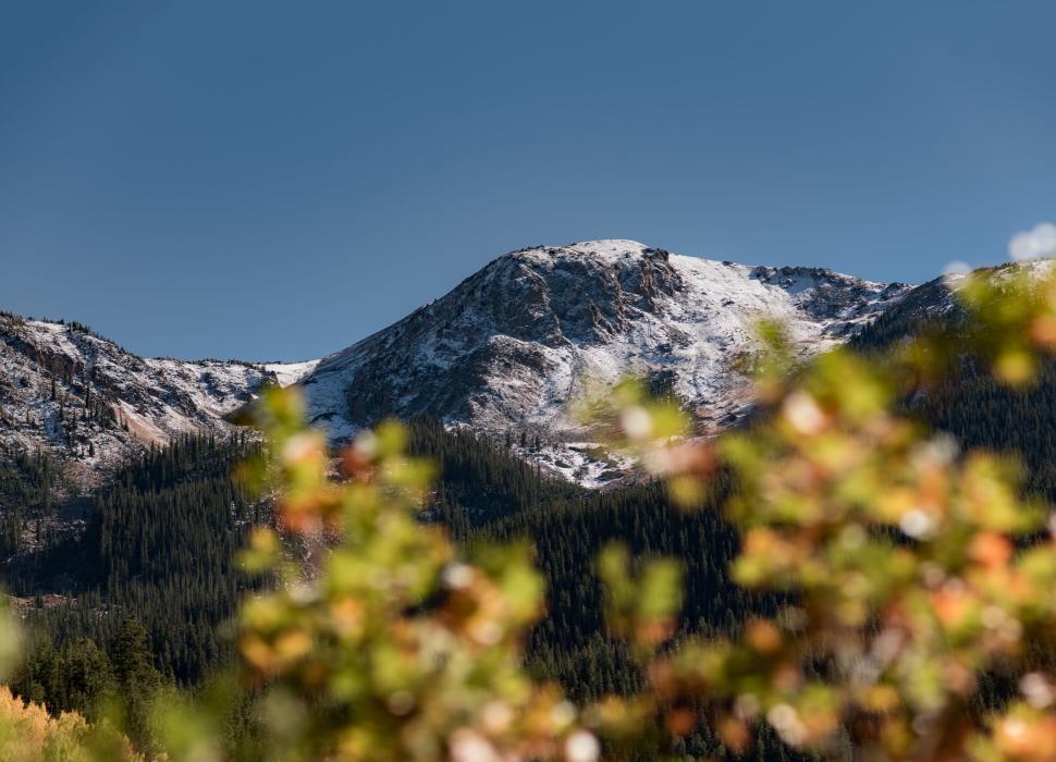 Free Image of Snow-capped mountain peak seen through blurred foliage. 