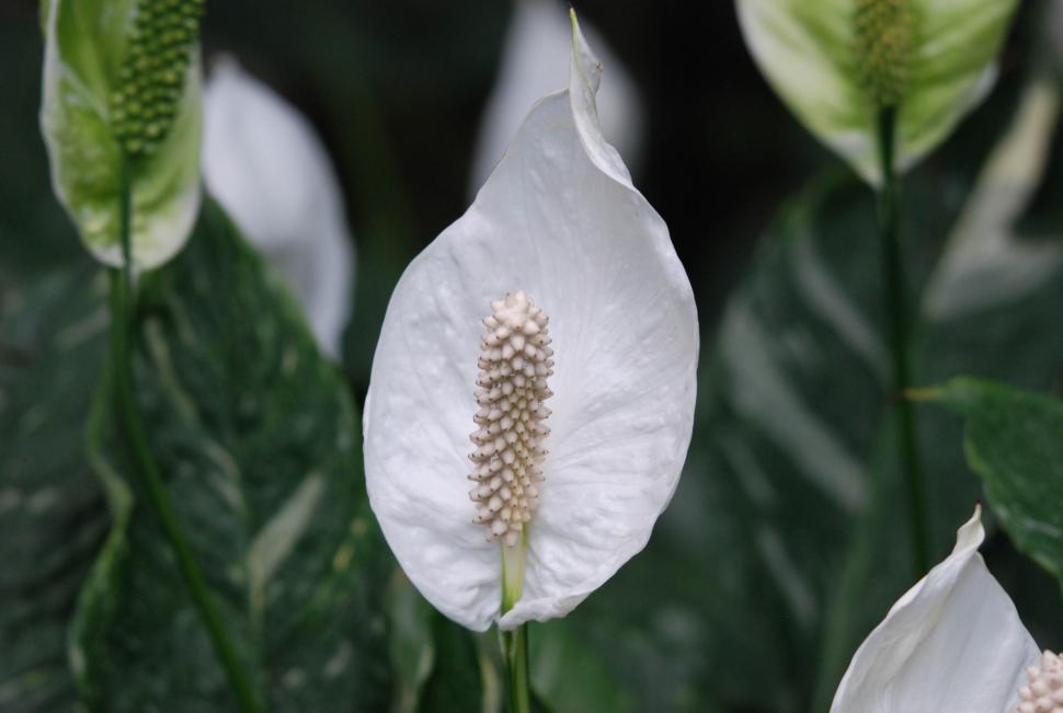 Free Stock Photo of Wild calla | Download Free Images and Free ...