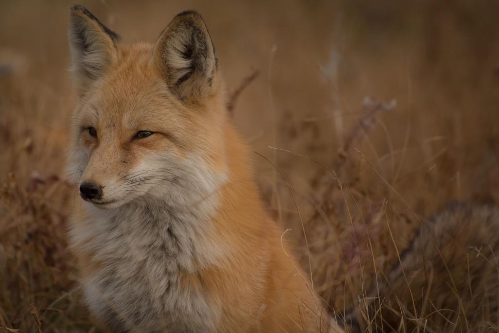 Free Image of Close-up view of a fox with a calm expression in grass. 