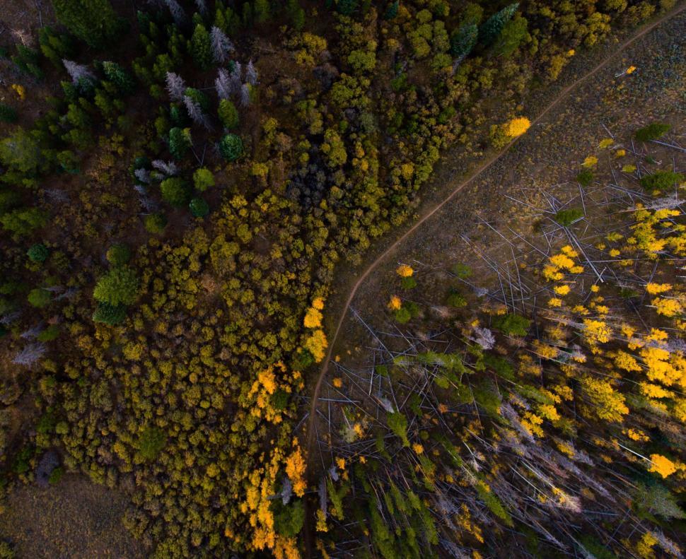 Free Image of Autumn forest aerial view with a path winding through 