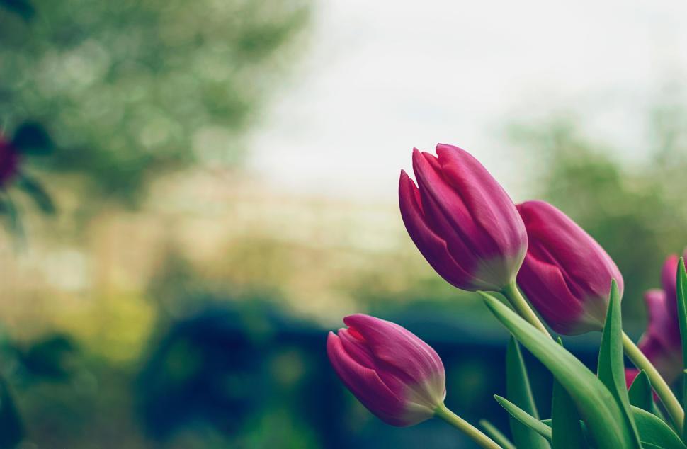 Free Image of Elegant pink tulips in full bloom with blurred green background 