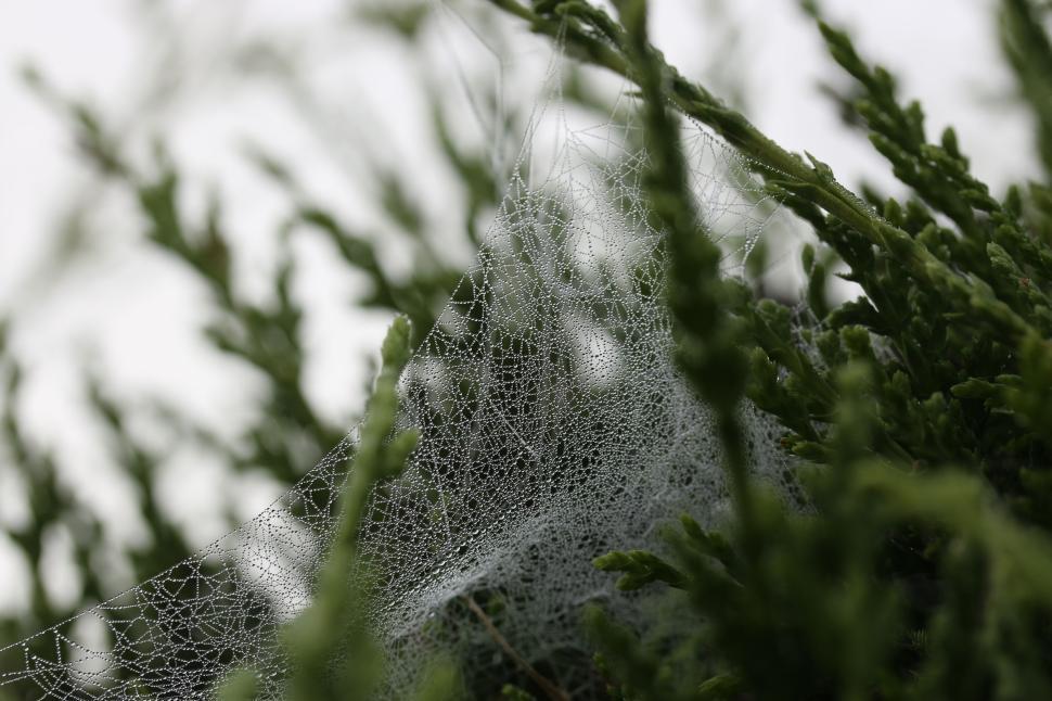 Free Image of Delicate spiderweb in green bushes, covered with soft morning dew 
