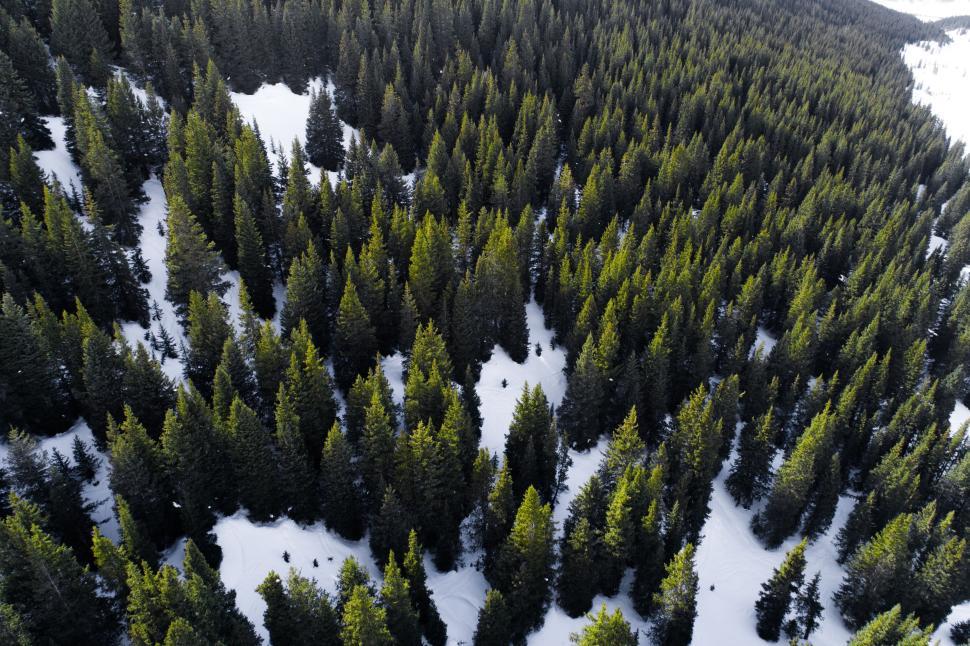 Free Image of Aerial View of Dense Pine Forest with Snowy Patches 