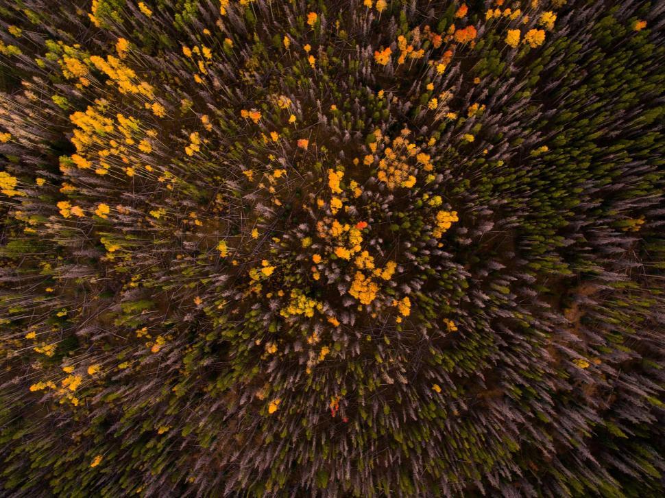 Free Image of Aerial view of forest with vibrant autumn foliage colors. 
