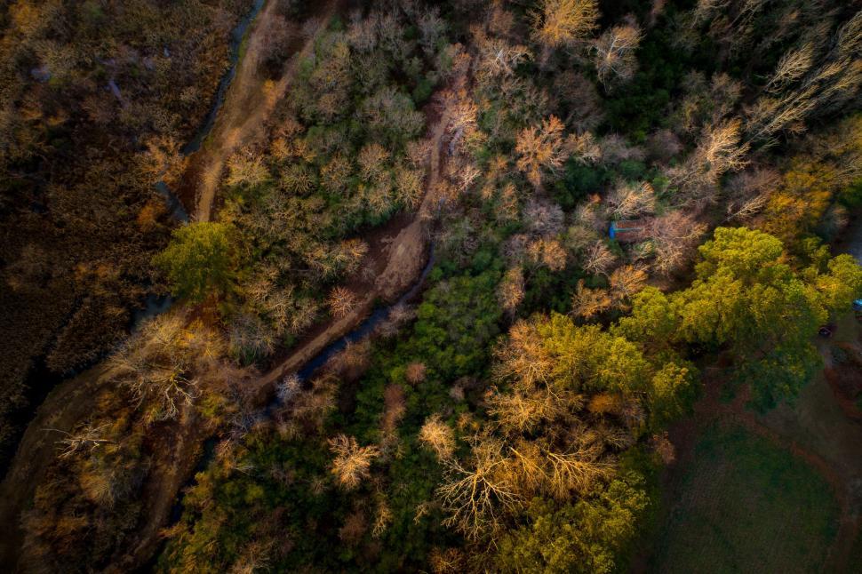 Free Image of Aerial view of autumn forest with paths and mixed trees 