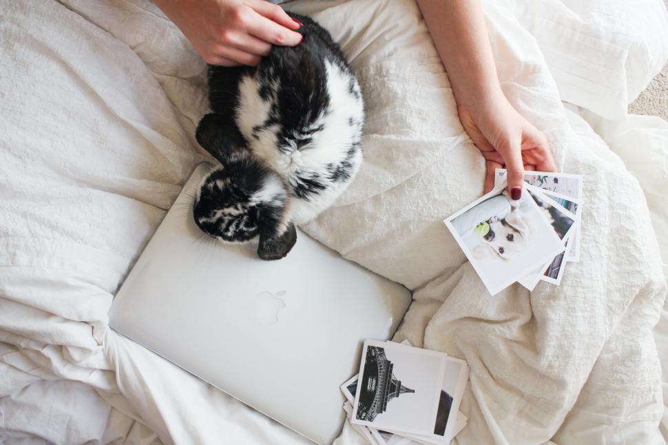 Free Image of Person with cat sorting photos on a cozy blanket. 