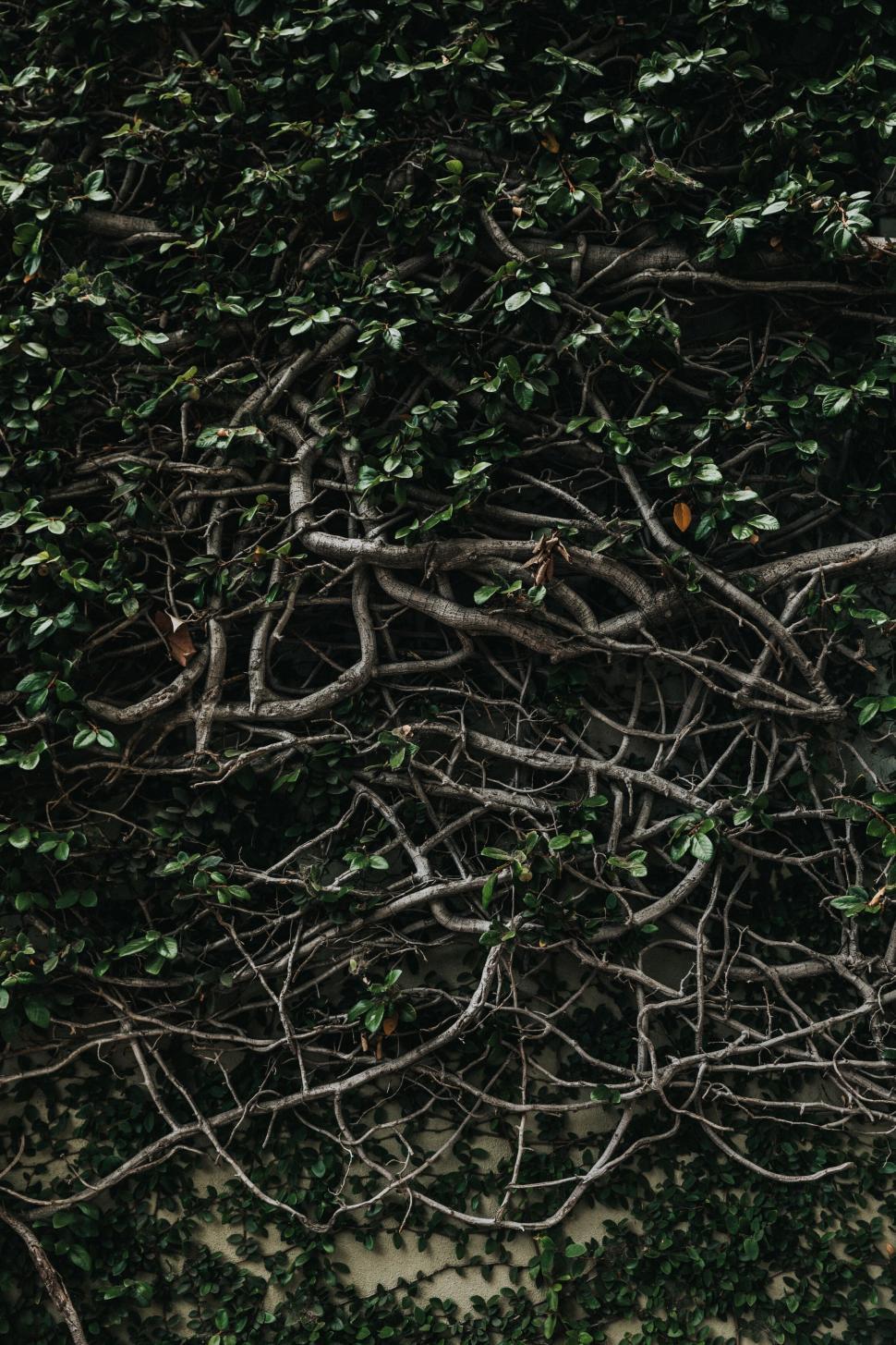 Free Image of A textured wall covered by intertwined vine branches. 