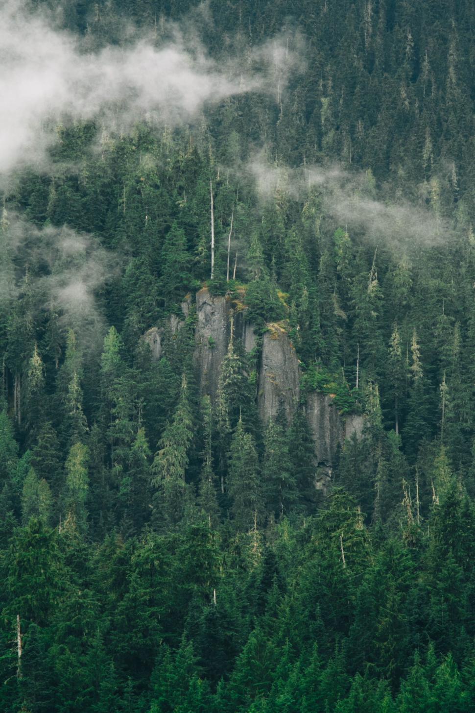 Foggy forest with high cliffs and tall evergreen trees.
