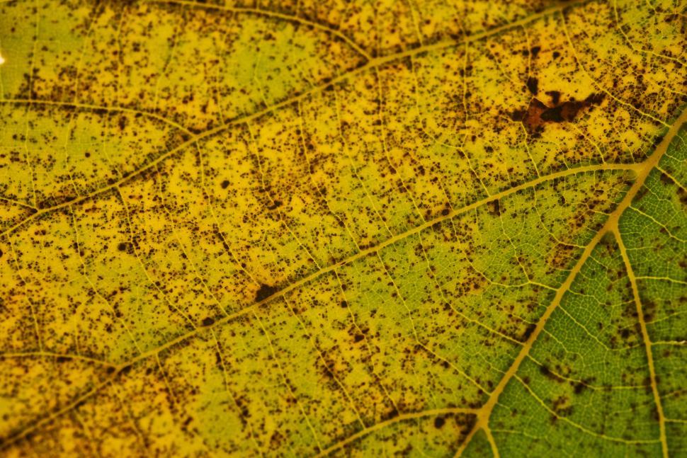 Free Image of Close-up of a yellow leaf with intricate vein patterns. 