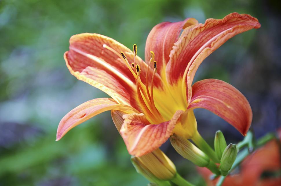 Free Image of Vibrant orange and yellow flower in full bloom 