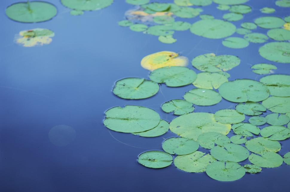 Free Image of Floating green lily pads on a calm blue water surface 